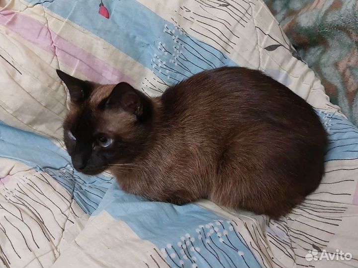 Сиамская кошечка