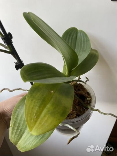 Орхидея фаленопсис