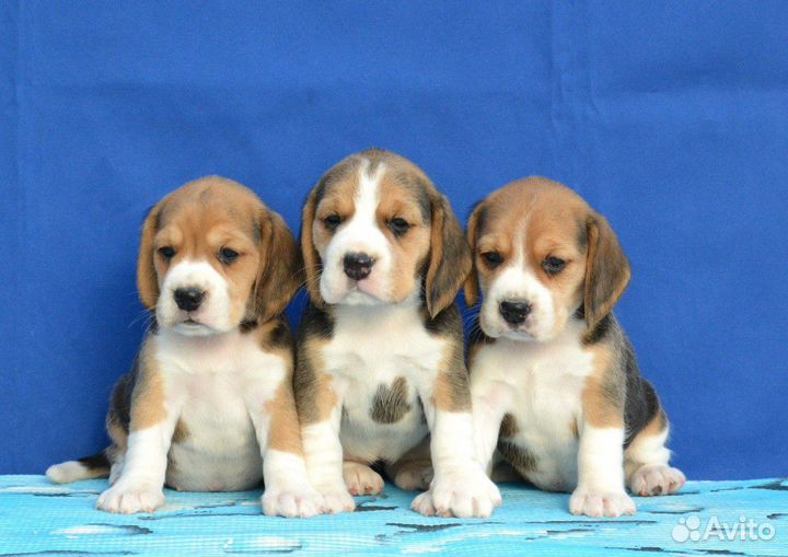 Малышки бигль