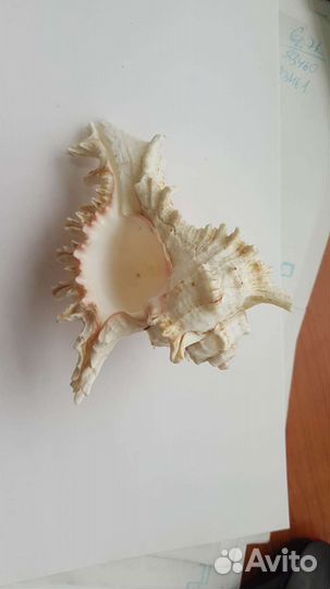 Ракушки морские и звезды