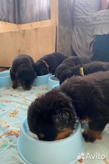Щенки ротвейлера