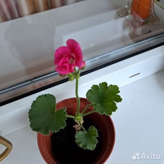 Комнатные цветы, растения герань