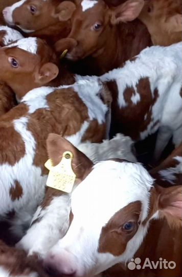 Отборные телята, бычки