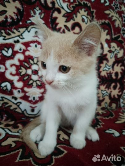 Кошка в дар бесплатно