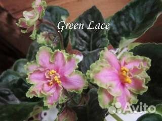 Фиалка (детки)