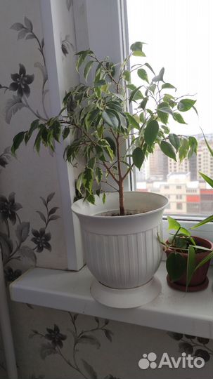 Фикус бенджамина