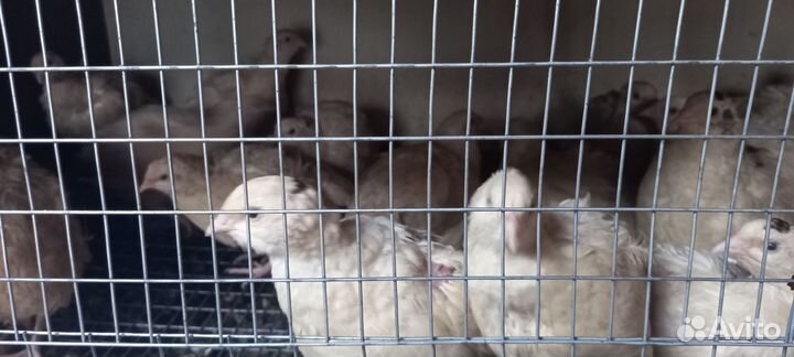 Перепела продажа