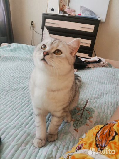 Шотландский кот вязка