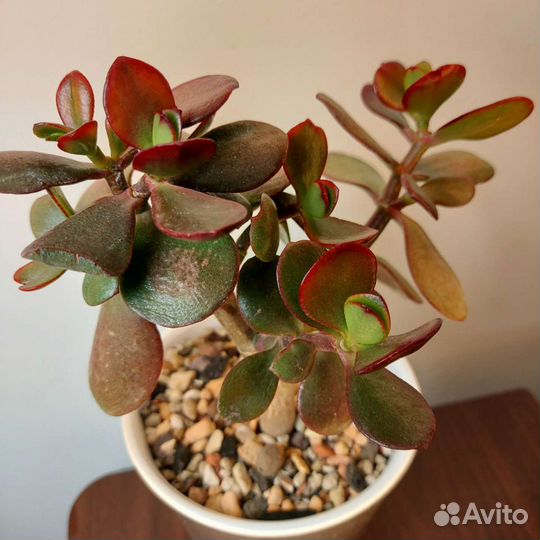 Суккуленты