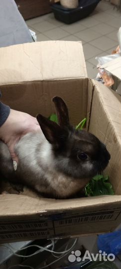 Декоративные кролики