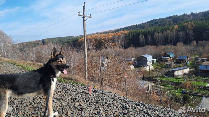 Собаки бесплатно