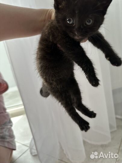 Котенок