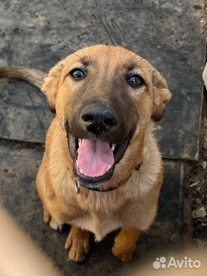 Щенок в хорошие руки