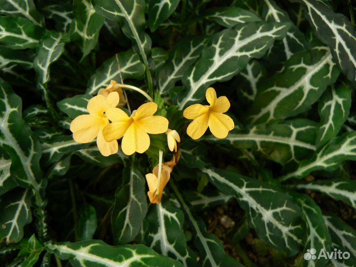 Семена комнатных цветов и растения