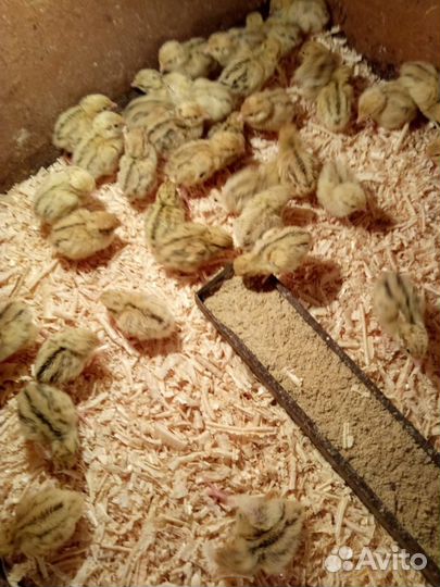 Продам перепелов