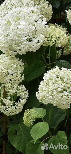 Гортензия древовидная