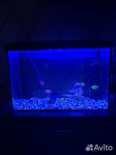 Аквариум с рыбками