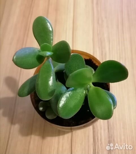 Красулла - толстянка