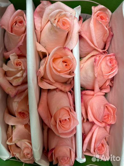 Роза Эквадор предзаказ от 1 коробки (500 шт.)