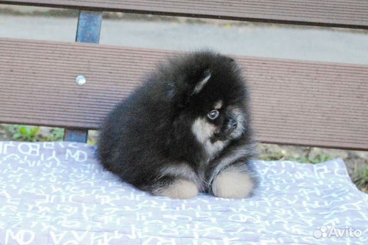 Померанский шпиц