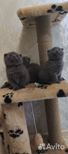 Вислоухие котята