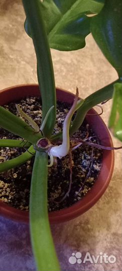 Филодендроны