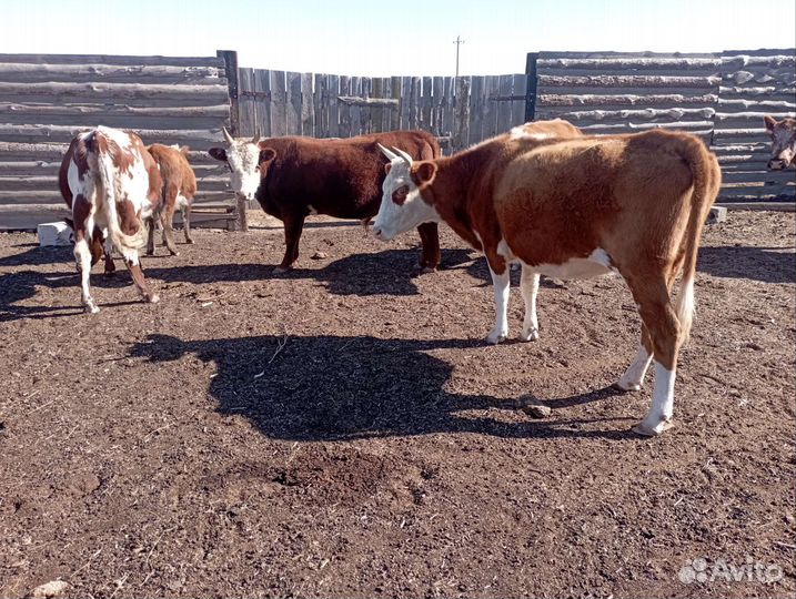Коровы и телята