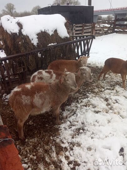Катумские барашки на племя