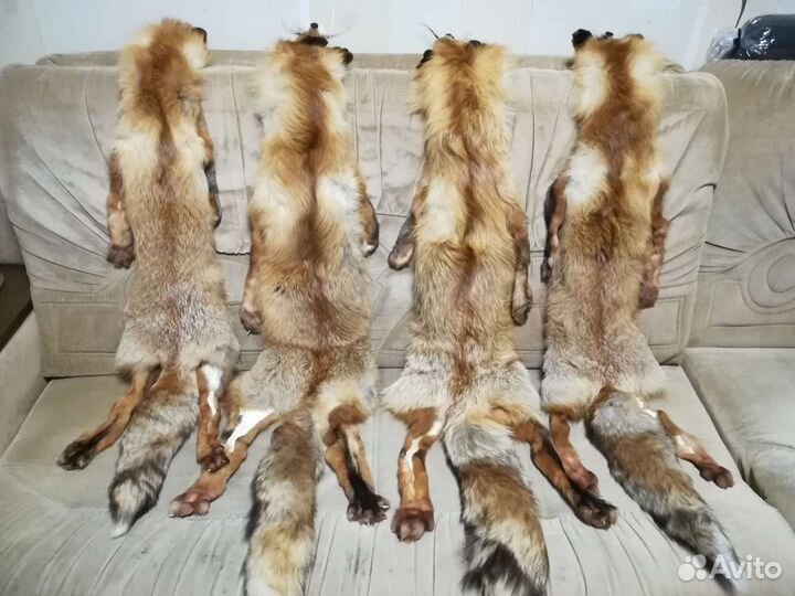 Шкуры лисы