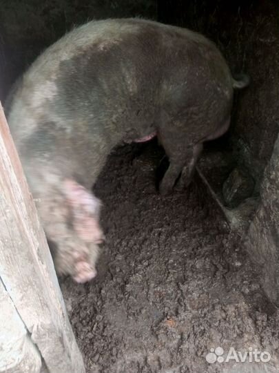 Хряк на племя