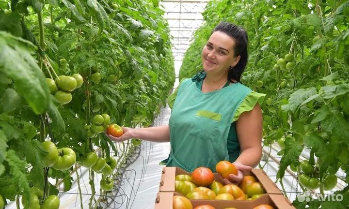 Вахта 15/25/35 см./ Овощевод в Агрокомплекс Москвы