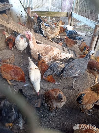 Куры, индюки