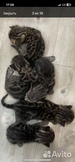 Бенгальские котята