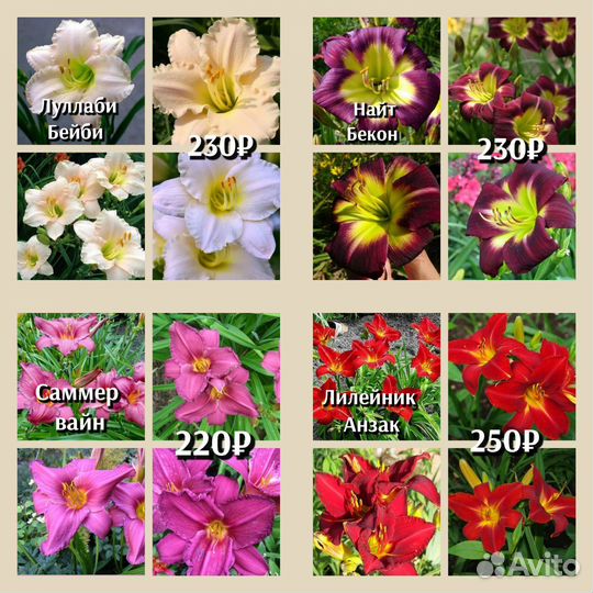 Лилейник 170