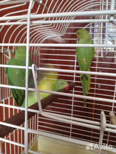 Попугай ожереловый птенцы