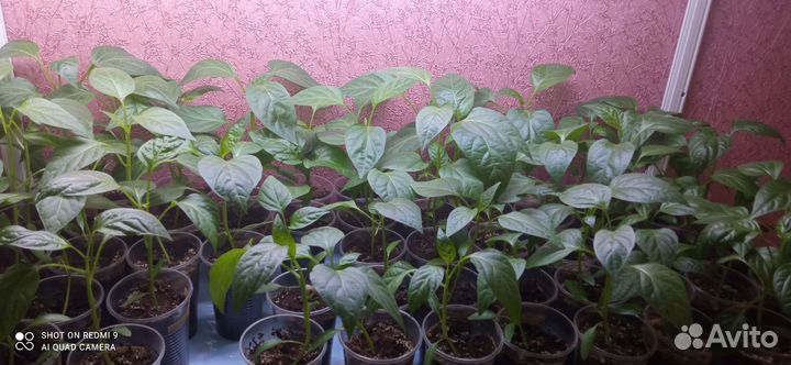 Рассада перца