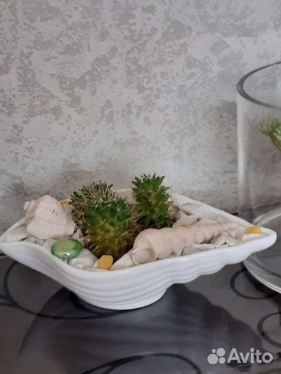 Садик из суккулентов