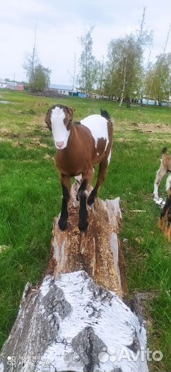 Козочки ламанча. Коза дойная