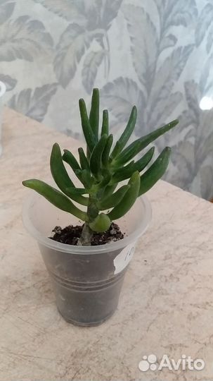 Суккуленты