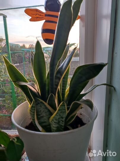 Сансевиерия