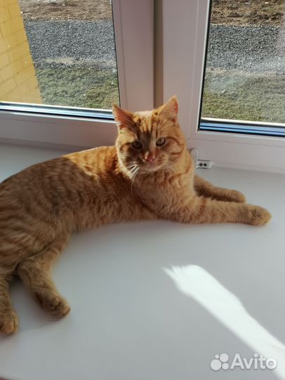 Кот для вязки