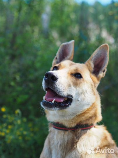 Собака Бука