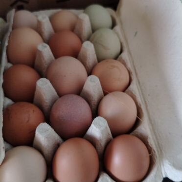 Яйцо домашнее инкубационное