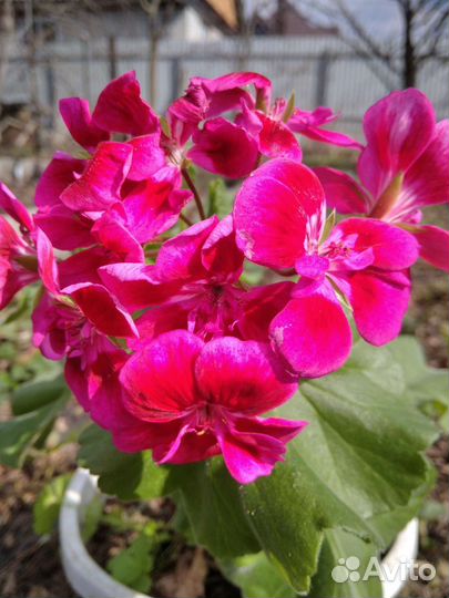 Пеларгония герань