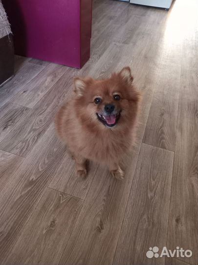 Немецкий шпиц девочка