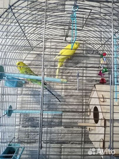 Клетка с попугаями