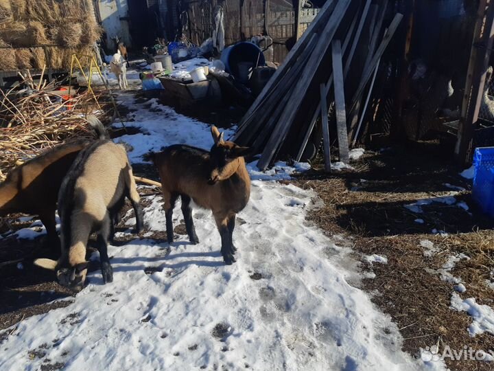 Коза дойная альпийская козёл альпийский