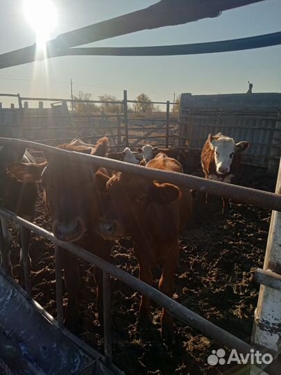 Продаются бычки, телочки