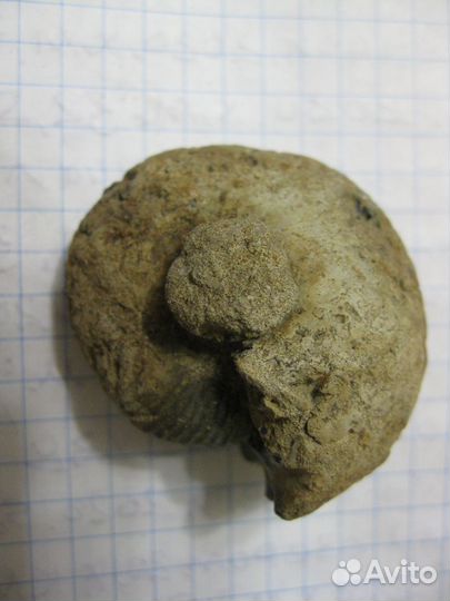 Останки доисторических молюсков юрского периода