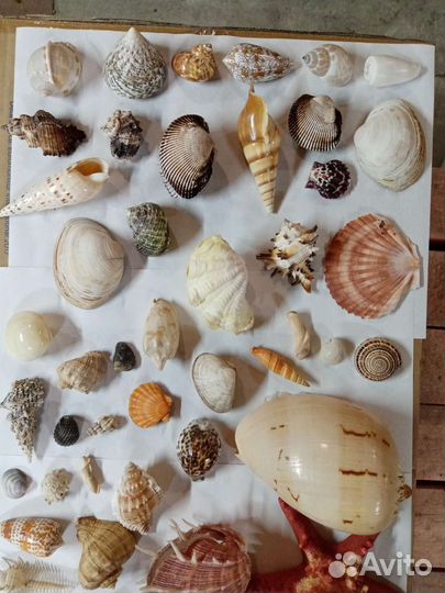 Коллекция морских ракушек